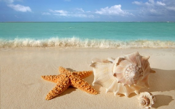 6-starfish-seashells-beach-sand-wallpaper